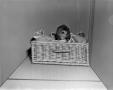 Photograph: [Chihuahua in basket with blanket]