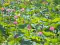 Photograph: Photograph of lotus blooms in Manipur