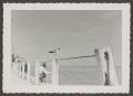 Photograph: [Seagull on a pier's railing]