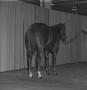 Photograph: [Horse portrait with curtain backdrop]