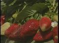 Video: [News Clip: Fruits and vegetables]