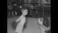 Primary view of [News Clip: Child boxing]
