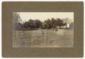 Photograph: [Field with two sheep, trees in the background]