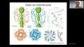 Video: Structural and Functional Studies of TRPV6 Channels