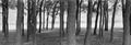 Photograph: [Panoramic of trees around Benbrook  Lake]