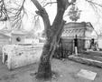 Photograph: [Damaged tree in a Mexican cemetery]