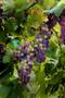 Photograph: [Bountiful Beauty: Grapes in Abundance at Kiepersol Vineyard & Winery]