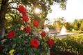 Photograph: [A Blossoming Paradise: Tyler Municipal Rose Garden]
