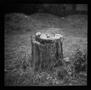 Photograph: [Backyard tree stump]
