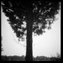 Photograph: [Buena Vista Tree, 1986]