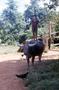 Photograph: Brave child standing on buffalo