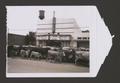 Photograph: [Herd of cattle in front of Capitol Theater]