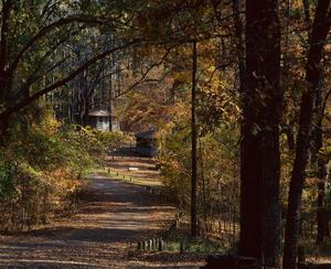 Primary view of object titled '[Woodland Whispers: Cabins Embraced by Tyler State Park]'.