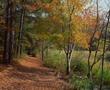 Photograph: [Enchanting Pathways: Tyler State Park Trail]