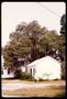 Photograph: [Two white buildings with a tall tree]