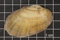 Thumbnail image of item number 3 in: 'Lampsilis hydiana, Specimen #1447'.