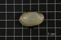 Thumbnail image of item number 3 in: 'Lampsilis bracteata, Specimen #1466'.