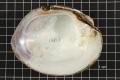 Thumbnail image of item number 2 in: 'Amblema plicata, Specimen #23'.