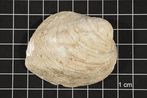 Primary view of object titled 'Amblema plicata, Specimen #60'.