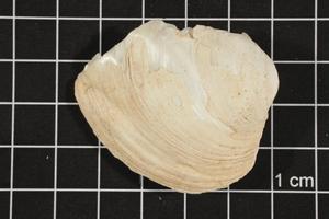 Primary view of object titled 'Amblema plicata, Specimen #62'.