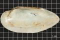 Thumbnail image of item number 4 in: 'Lampsilis teres, Specimen #393'.