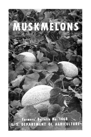 Primary view of object titled 'Muskmelons.'.