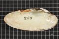 Thumbnail image of item number 2 in: 'Lampsilis teres, Specimen #458'.