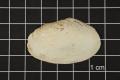 Thumbnail image of item number 1 in: 'Potamilus ohiensis, Specimen #589'.