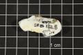 Thumbnail image of item number 2 in: 'Utterbackia imbecillis, Specimen #1373'.