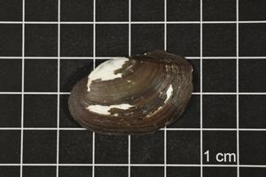 Primary view of object titled 'Toxolasma texasense, Specimen #1202'.
