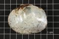 Thumbnail image of item number 4 in: 'Quadrula aurea, Specimen #1626'.