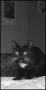 Photograph: [A dark cat]