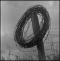 Photograph: [A coil of barbed wire]