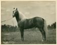 Photograph: [Palomino Horse from the side]