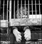 Photograph: [Lions in cages]