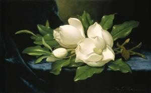 Primary view of object titled 'Giant Magnolias on a Blue Velvet Cloth'.