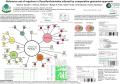 Poster: Reference set of regulons in Desulfovibrionales inferred by comparati…