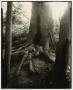Photograph: [Photograph of a tree trunk with a crack]