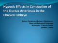 Thumbnail image of item number 1 in: 'Hypoxic Effects in Contraction of the Ductus Arteriosus in the Chicken Embryo'.