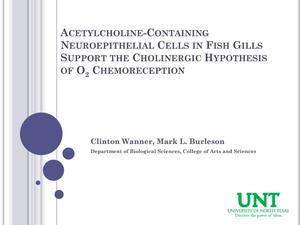 Primary view of object titled 'Acetylcholine-Containing Neuroepithelial Cells in Fish Gills Support the Cholinergic Hypothesis of O2 Chemoreception [Presentation]'.