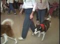 Video: [News Clip: Promenade Pups]