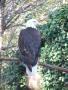 Photograph: [Bald eagle looks to the right]