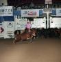 Photograph: [Cutting Horse Competition: Shatari Lena #5]