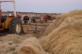 Primary view of [Hay bale with longhorn cattle in the background]