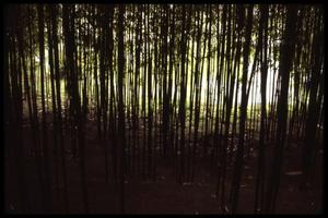 [Bamboo Trees]