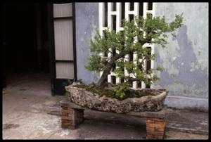 [Potted Scenery Garden]