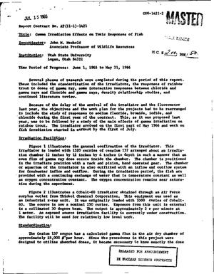 GAMMA IRRADIATION EFFECTS ON TOXIC RESPONSES OF FISH. Progress Report, June 1, 1965 to May 31, 1966