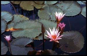 [Water lilies]