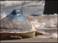 Video: [News Clip: Setup turtle]