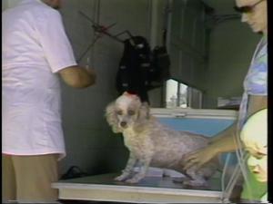 [News Clip: Dogs (Rabies clinic)]